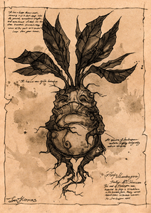 Mandrake Study - Harry Potter Poster