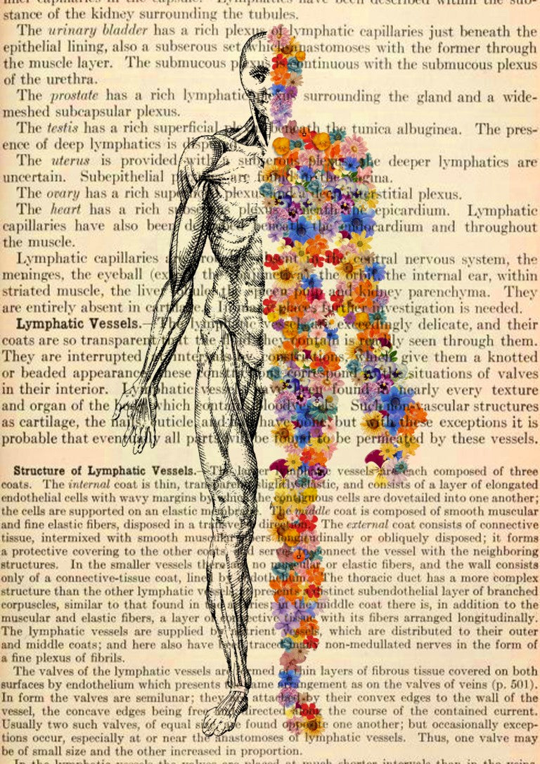 Human Body Floral Anatomy